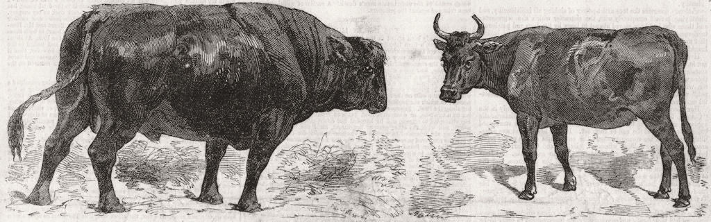 COWS. Polled Angus bull(Scotland)Kerry cow(Ireland) 1856 old antique print